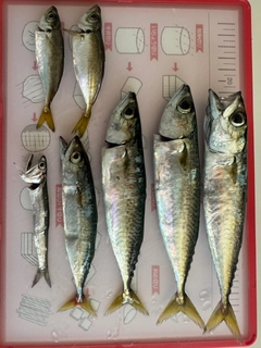サバの釣果