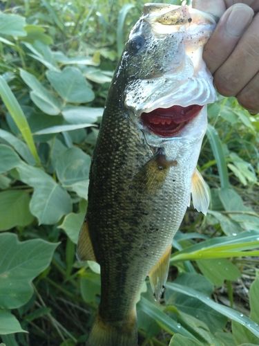 ラージマウスバスの釣果