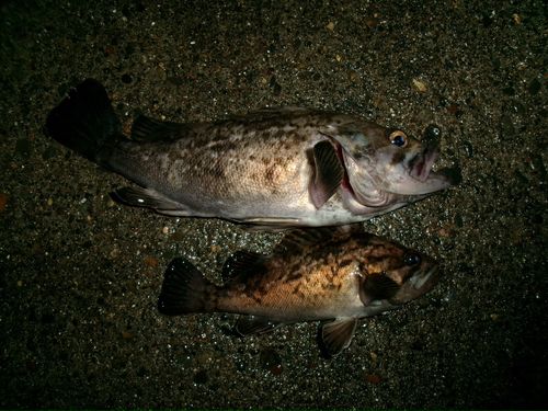 クロソイの釣果