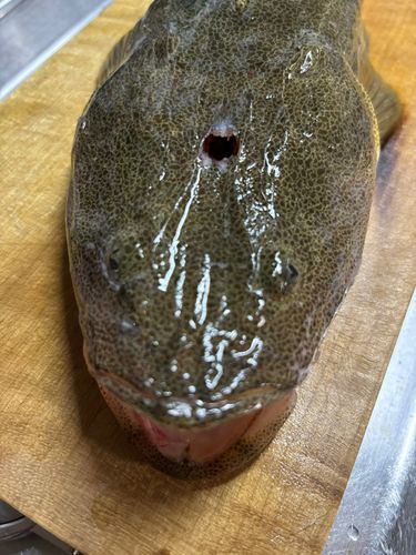 マゴチの釣果