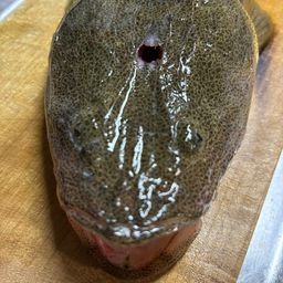 マゴチ