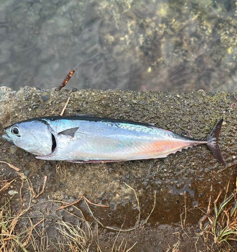 ソウダガツオの釣果