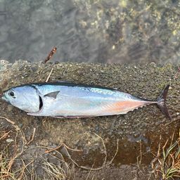 ソウダガツオ