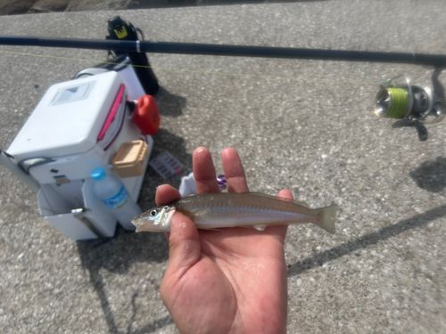 シロギスの釣果