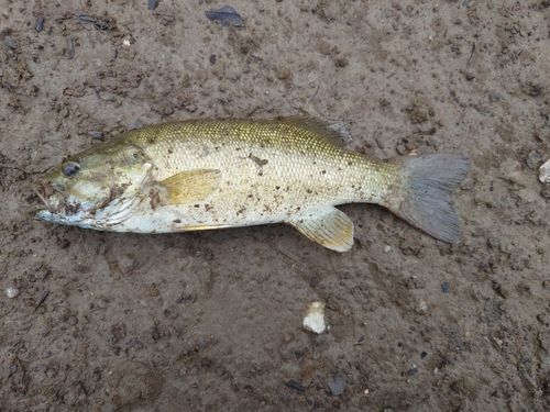 スモールマウスバスの釣果
