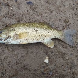 スモールマウスバス