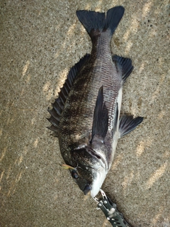 クロダイの釣果