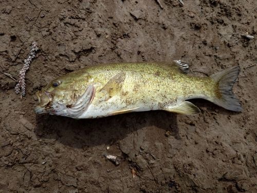 スモールマウスバスの釣果