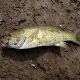 スモールマウスバス