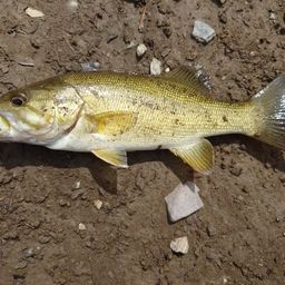 スモールマウスバス