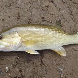 スモールマウスバス