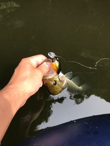 ラージマウスバスの釣果