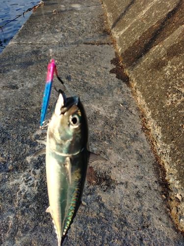 ソウダガツオの釣果