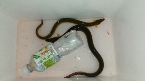 ウナギの釣果
