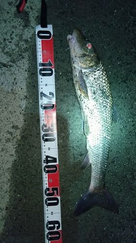 ニゴイの釣果
