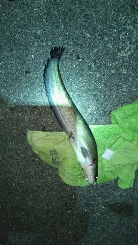 ニホンナマズの釣果
