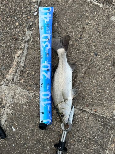 セイゴ（ヒラスズキ）の釣果