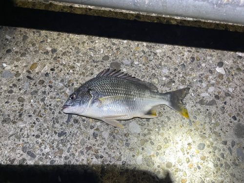 キビレの釣果