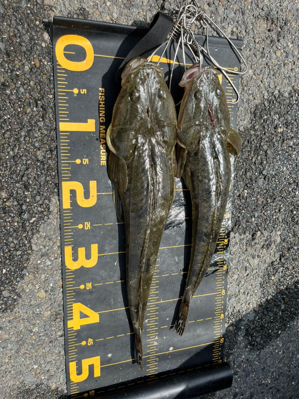 SHIMANO 23ネッサ リミテッド S116M+の最安値・インプレ・釣果