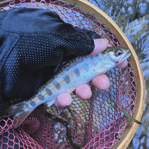 アマゴの釣果