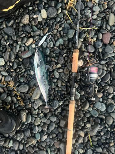 ソウダガツオの釣果