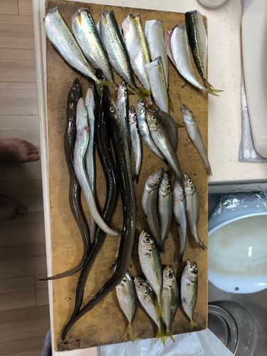 マサバの釣果
