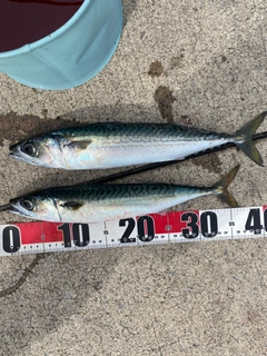 サバの釣果