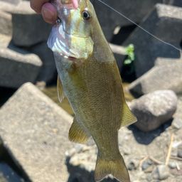 スモールマウスバス