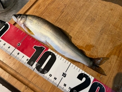 アユの釣果