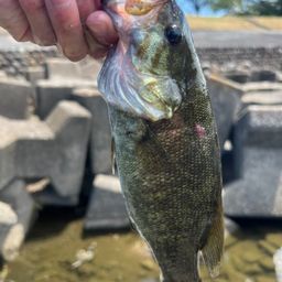 スモールマウスバス