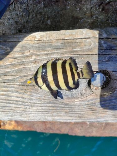 サンバソウの釣果