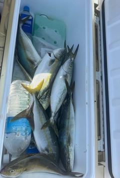 イナダの釣果