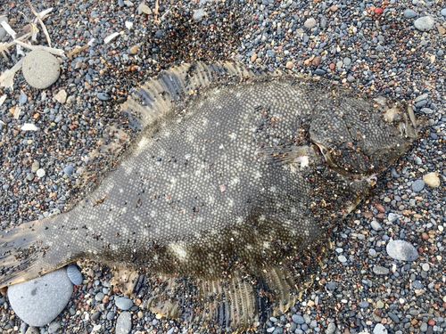 マツカワの釣果