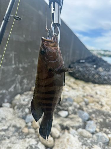 ヤミハタの釣果