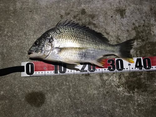 キビレの釣果