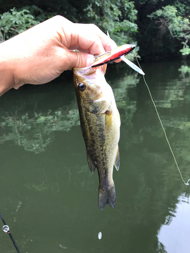 ラージマウスバスの釣果