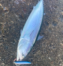 ソウダガツオの釣果