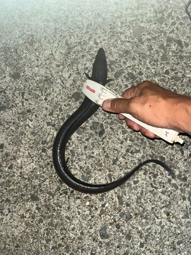 クロアナゴの釣果