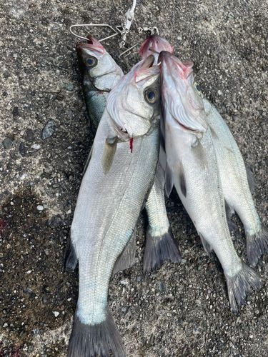 シーバスの釣果