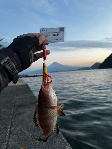 オオモンハタの釣果