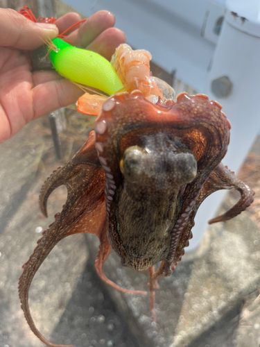 タコの釣果