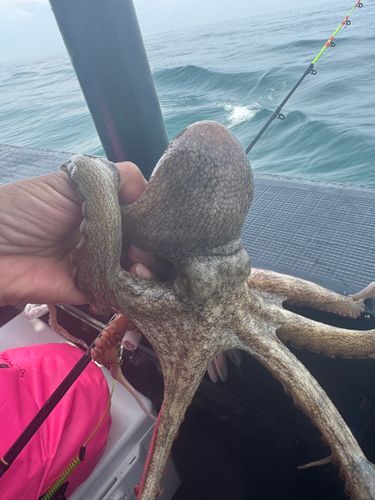 マダコの釣果