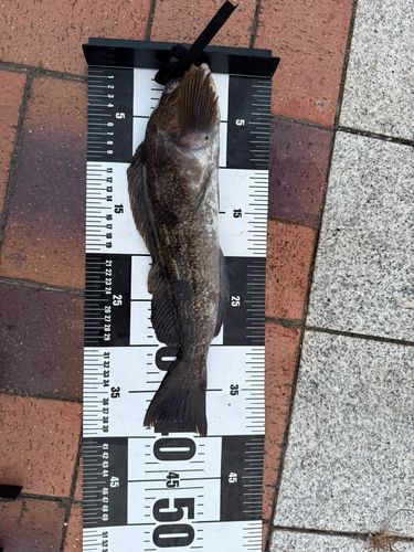 アイナメの釣果