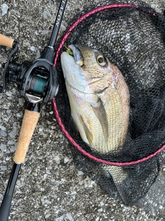 ヘダイの釣果