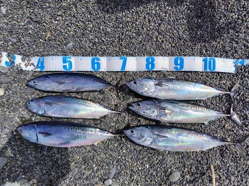 マルソウダの釣果