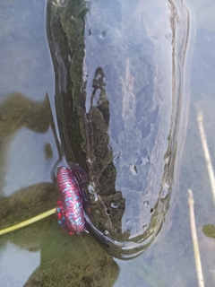 ライギョの釣果