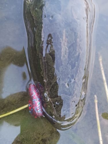 ライギョの釣果