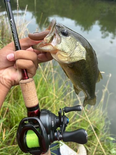 ブラックバスの釣果