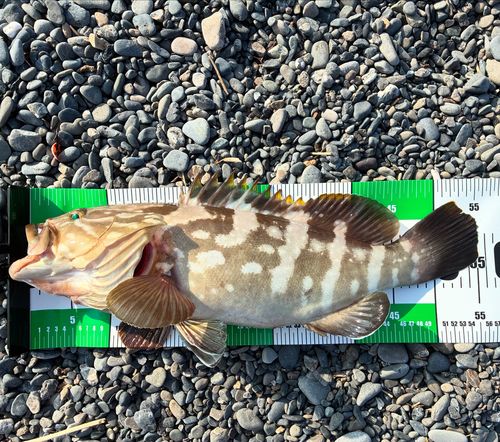クエの釣果