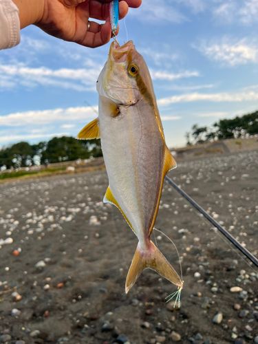 ショゴの釣果